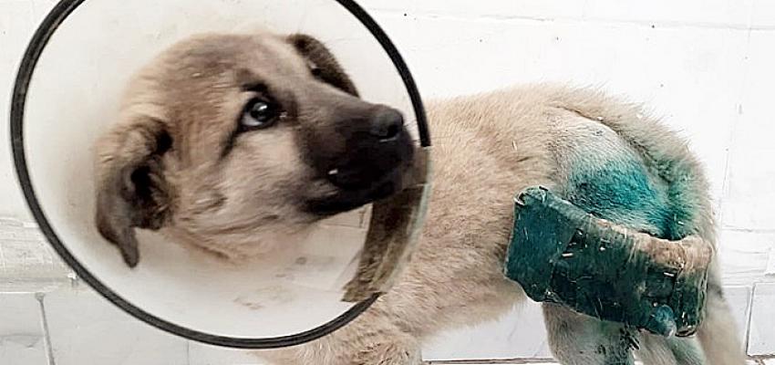 HRÜ Hayvan Hastanesi'nden Köpeklerin Uzun Kemik Kırıklarına Yeni Yaklaşım